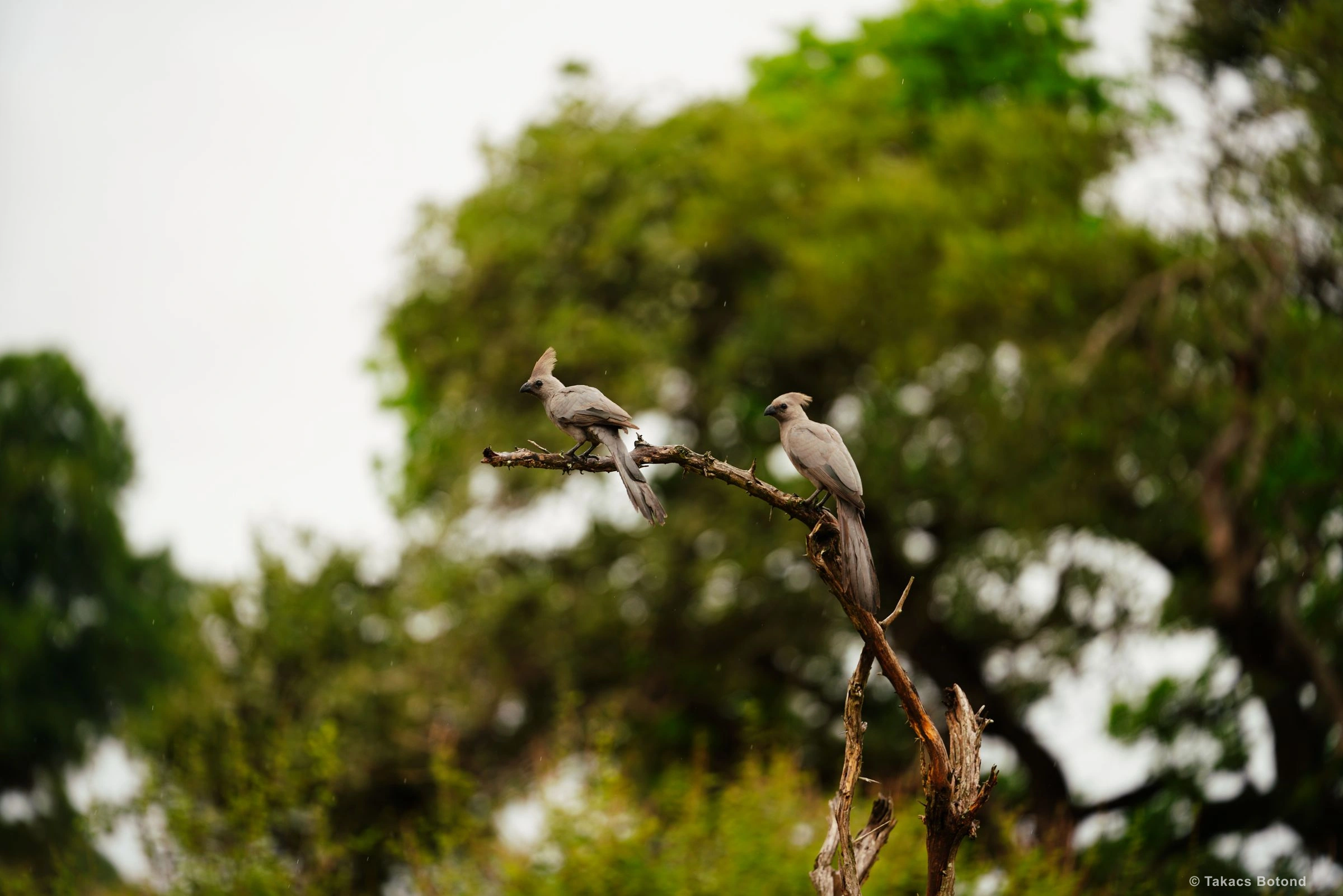 Grey go away times two